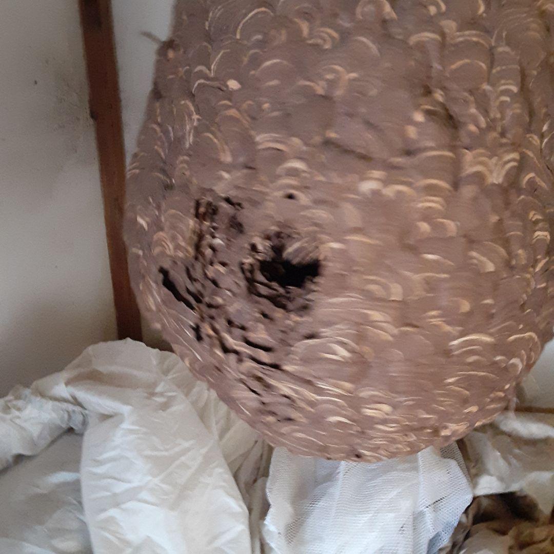 スズメバチの巣