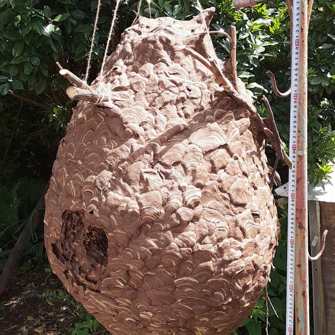スズメバチの巣