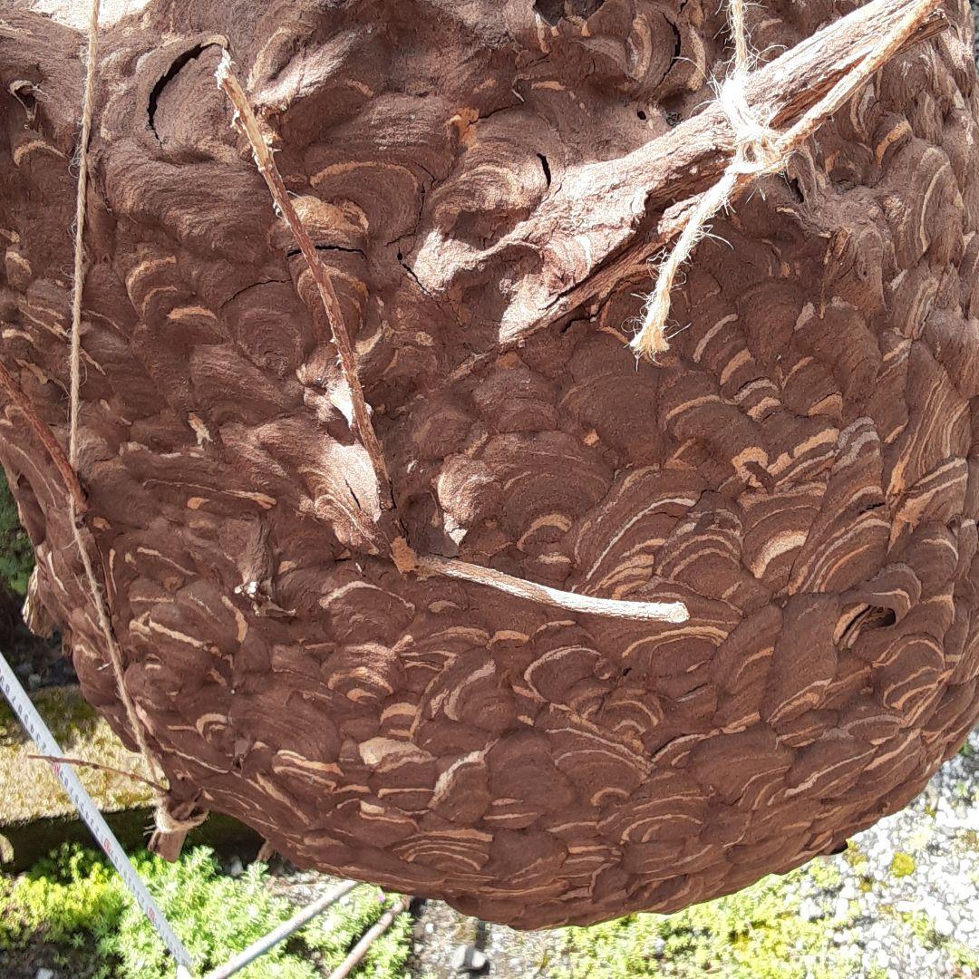 スズメバチの巣