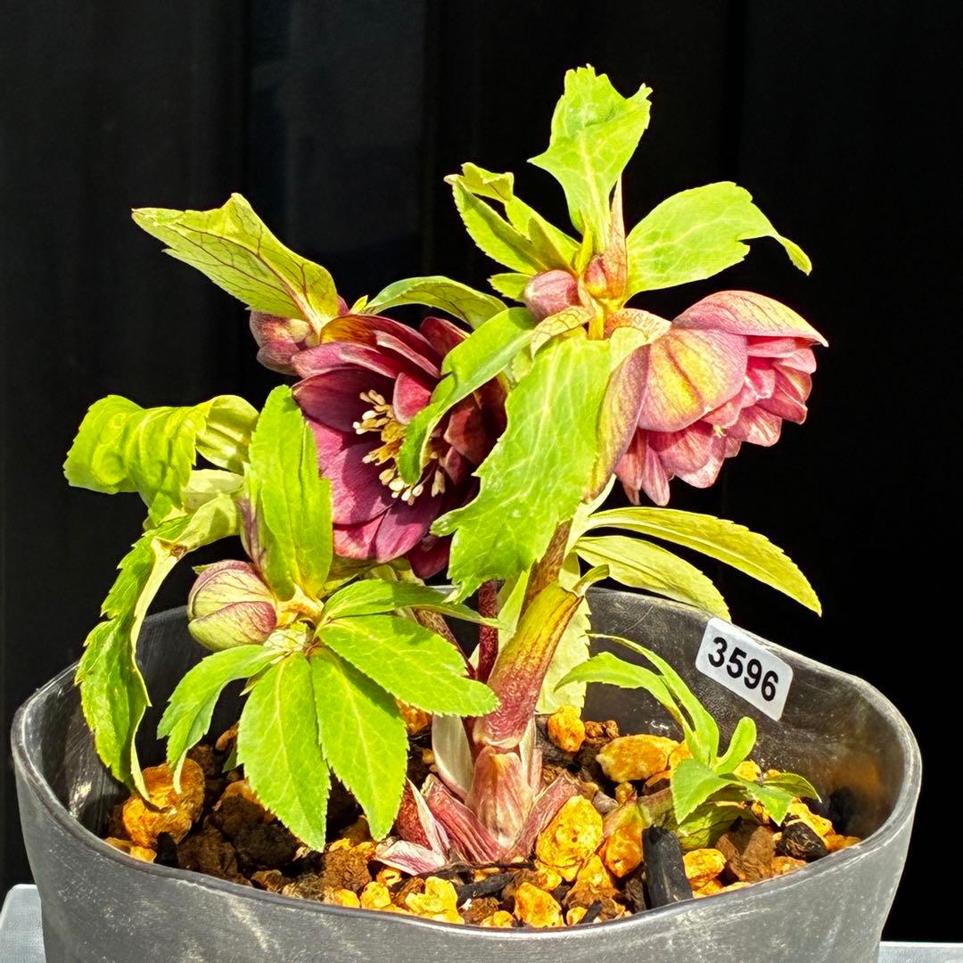 N*所様 596☘️蕾花付き☘️⭐️バイカラー⭐️オーレア⭐️小輪⭐️艶アイ⭐️