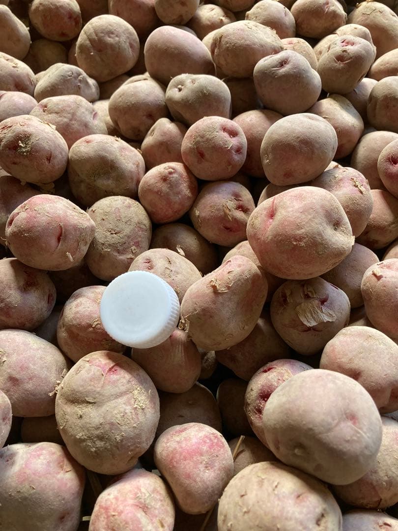 ※1箱限定 自然農 アンデスレッド種芋 約8.5kg デジマおまけ付