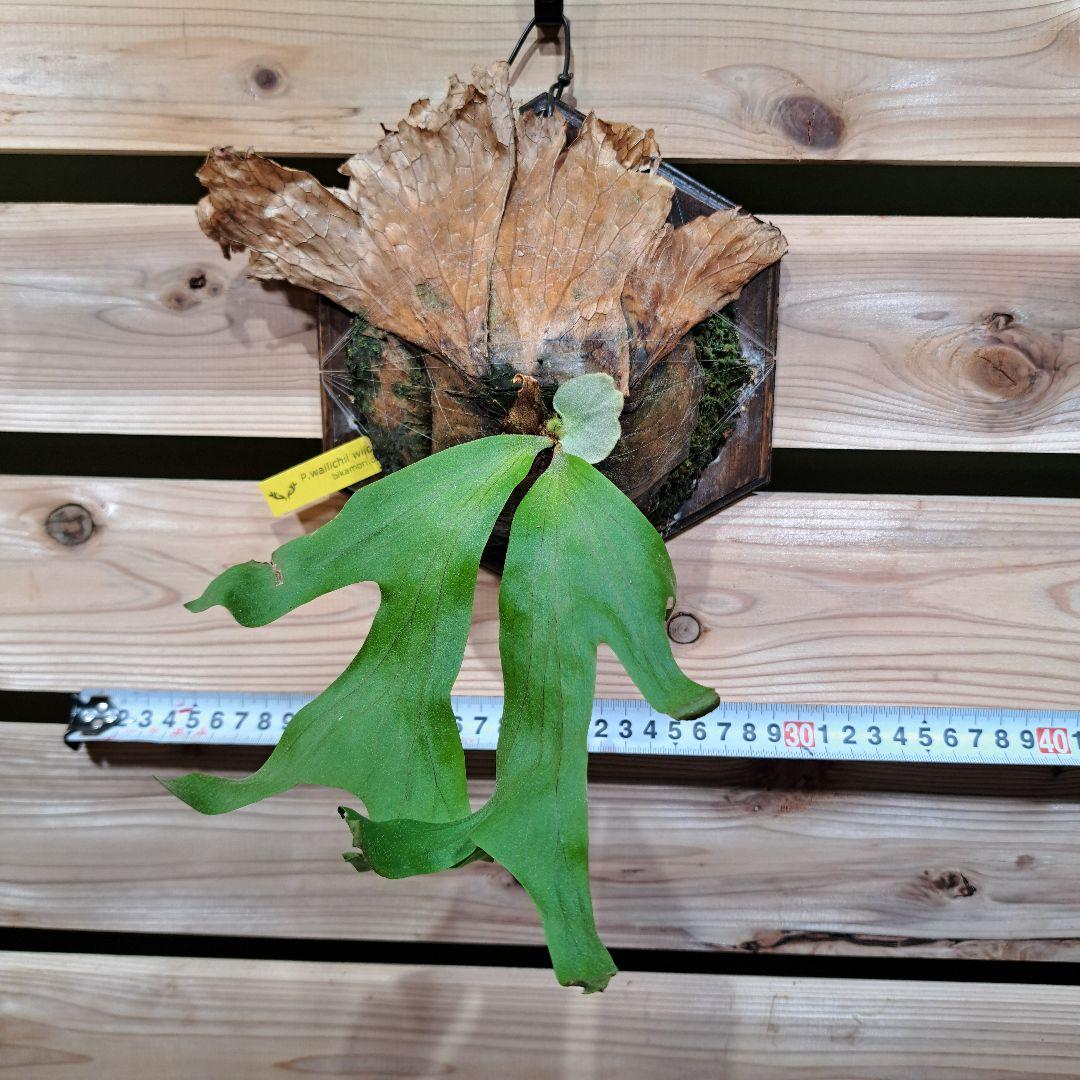 P.wallichii wid【ビカクシダ　ワリチーワイルド】