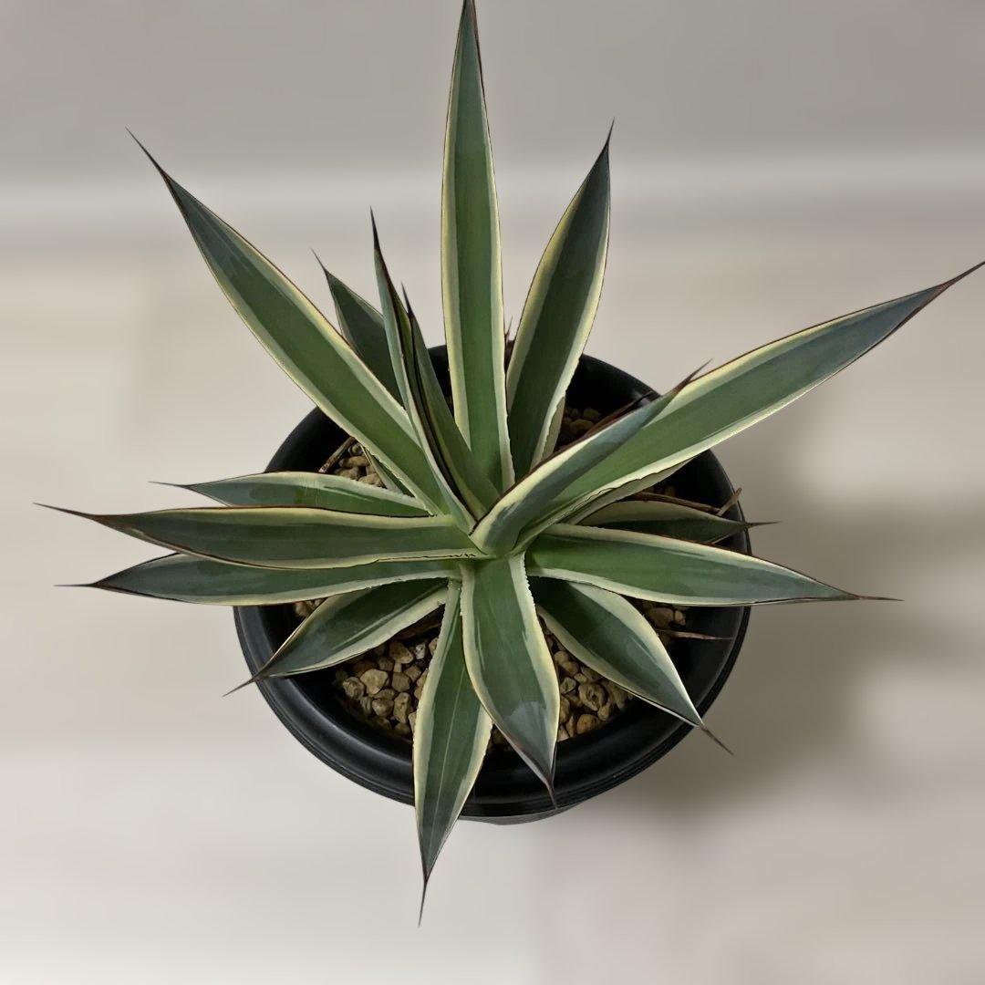 アガベ　スノーグロー鉢付