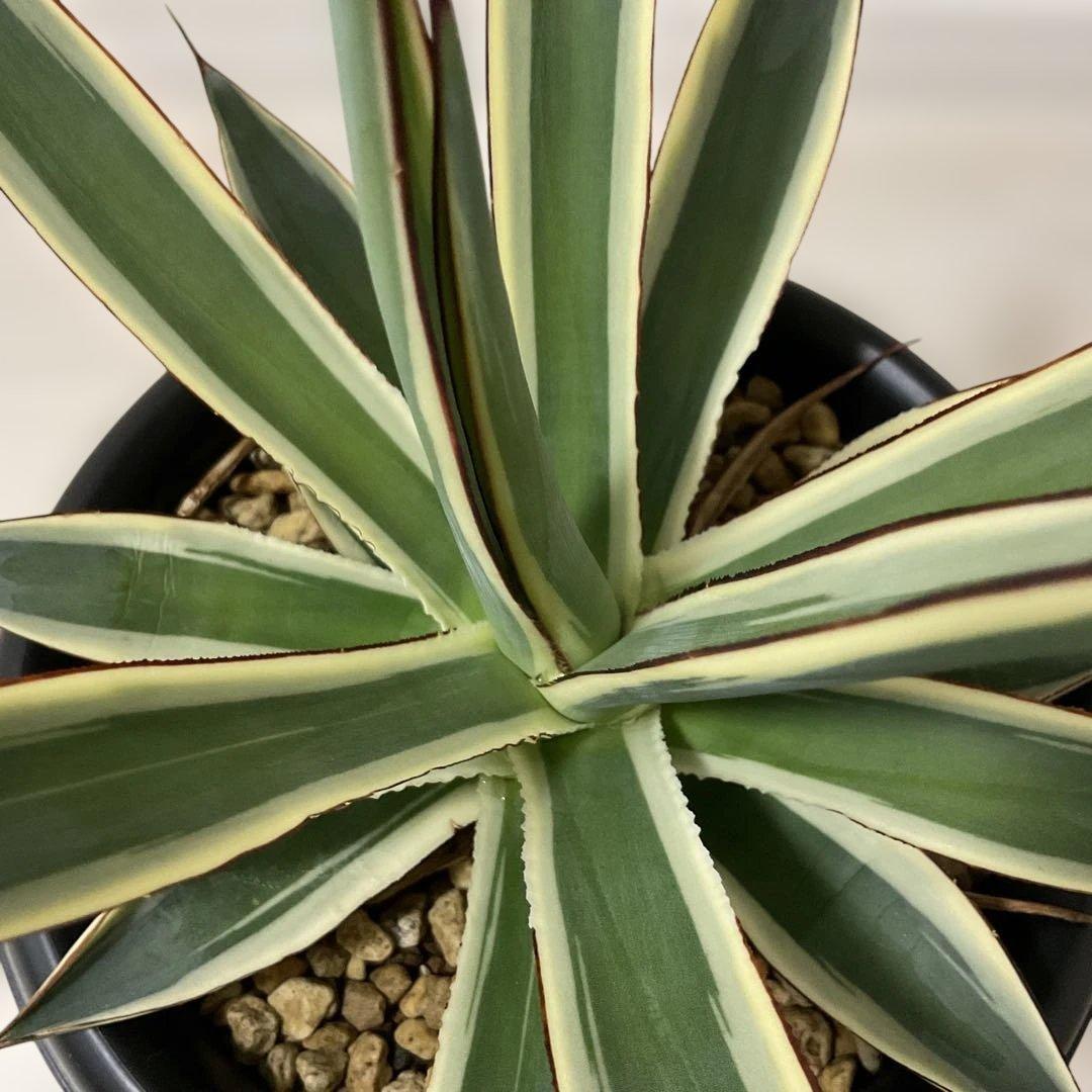 アガベ　スノーグロー鉢付