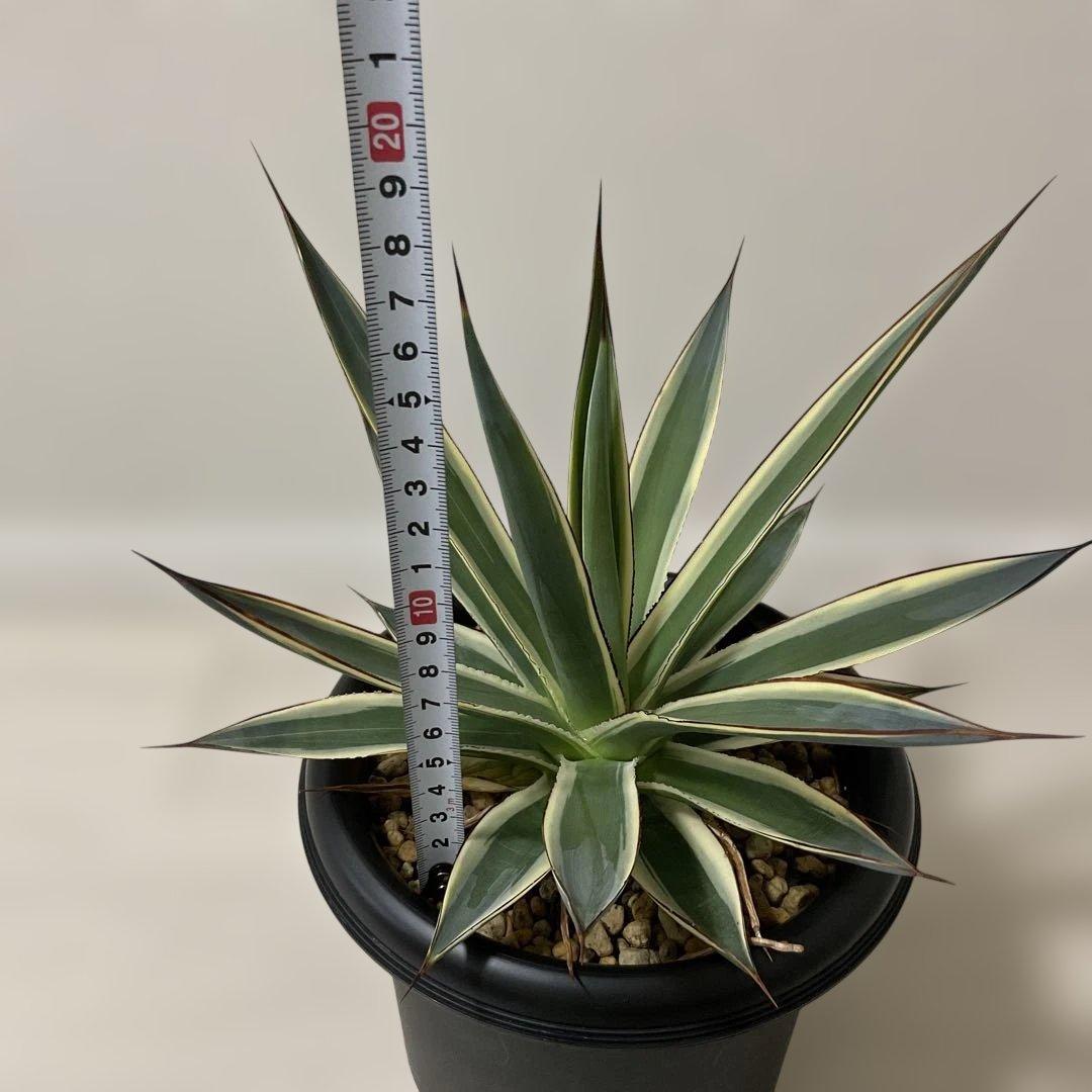 アガベ　スノーグロー鉢付