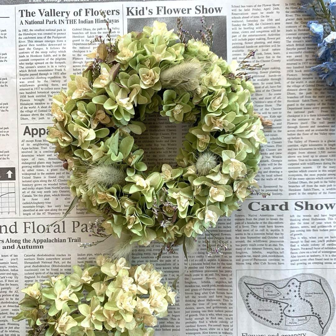 紫陽花のドライフラワーリース　七月のインテリア　柏葉紫陽花