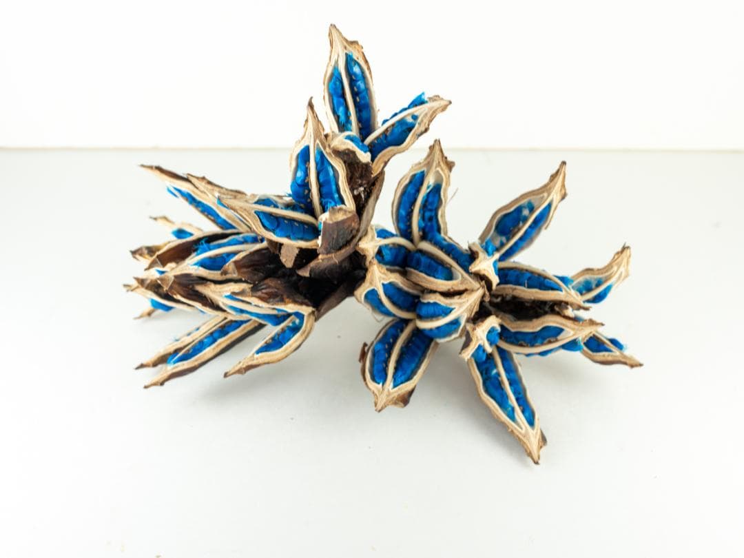 タビビトノキ 青い種 バラ 14 旅人の木 オオギバショウ