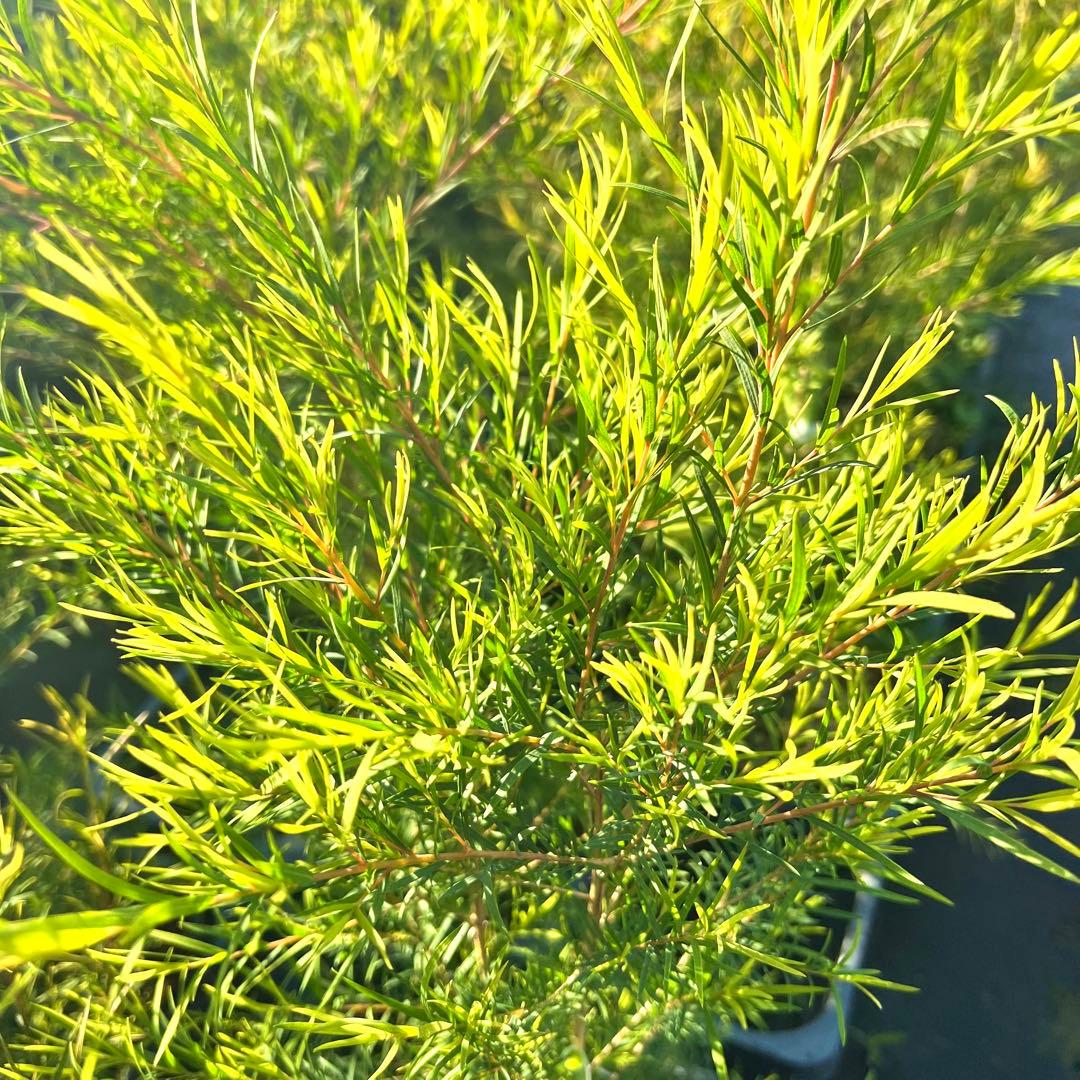 【高さ100㎝前後‼️】メラレウカ　メディカルティーツリー ティーツリー　苗