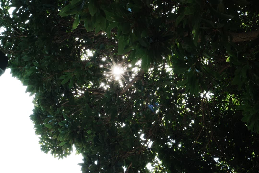 【未使用級】SONY E 35mm F1.8 OSS SEL35F18 単焦点