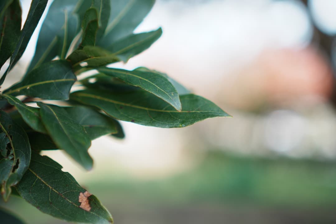 【未使用級】SONY E 35mm F1.8 OSS SEL35F18 単焦点