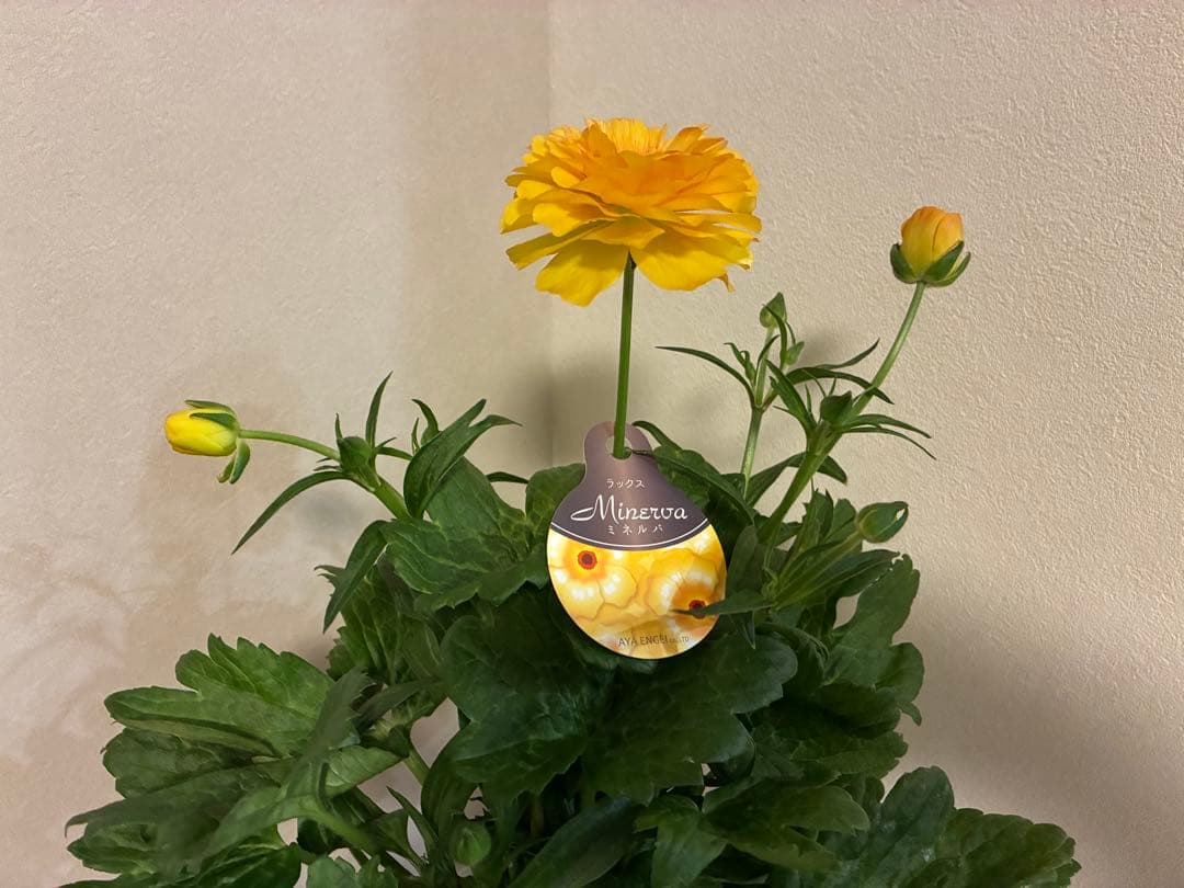 ラナンキュラスラックス　5号鉢　ピュタロス　ヘラ　ジュピター　ミネルバ　4苗