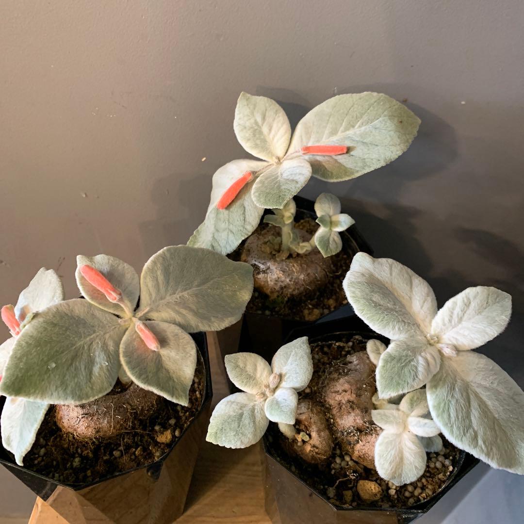 シンニンギア レウコトリカ 断崖の女王 3個セット