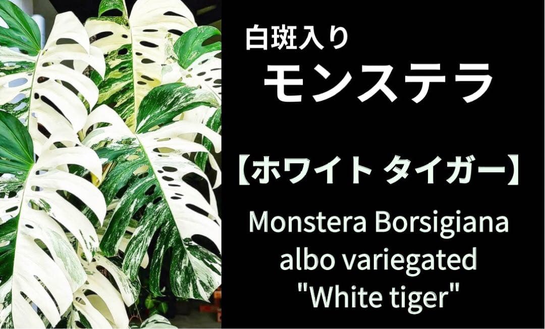 白斑入りモンステラ　ホワイトタイガー WHITE TIGER variegata