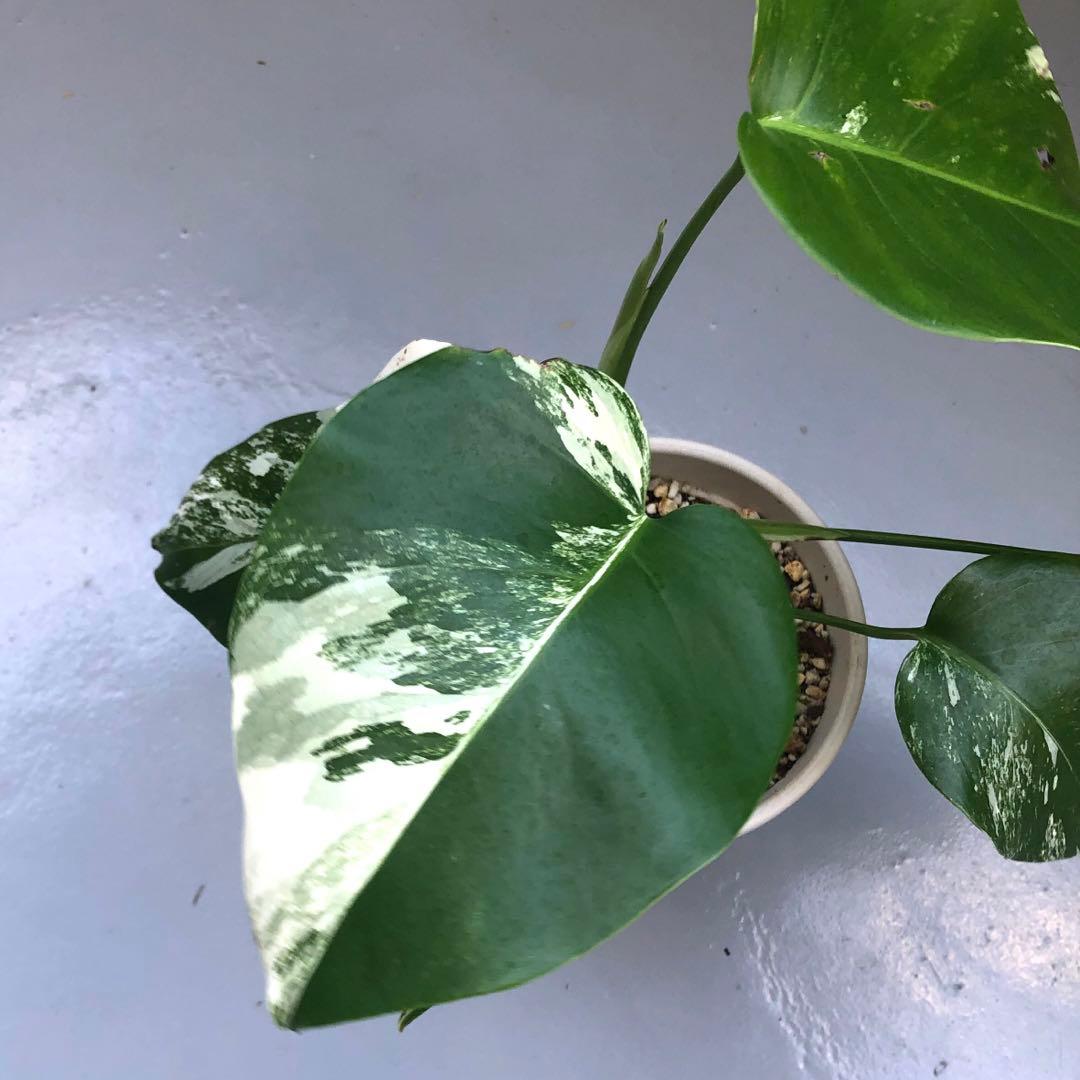 白斑入りモンステラ　ホワイトタイガー WHITE TIGER variegata