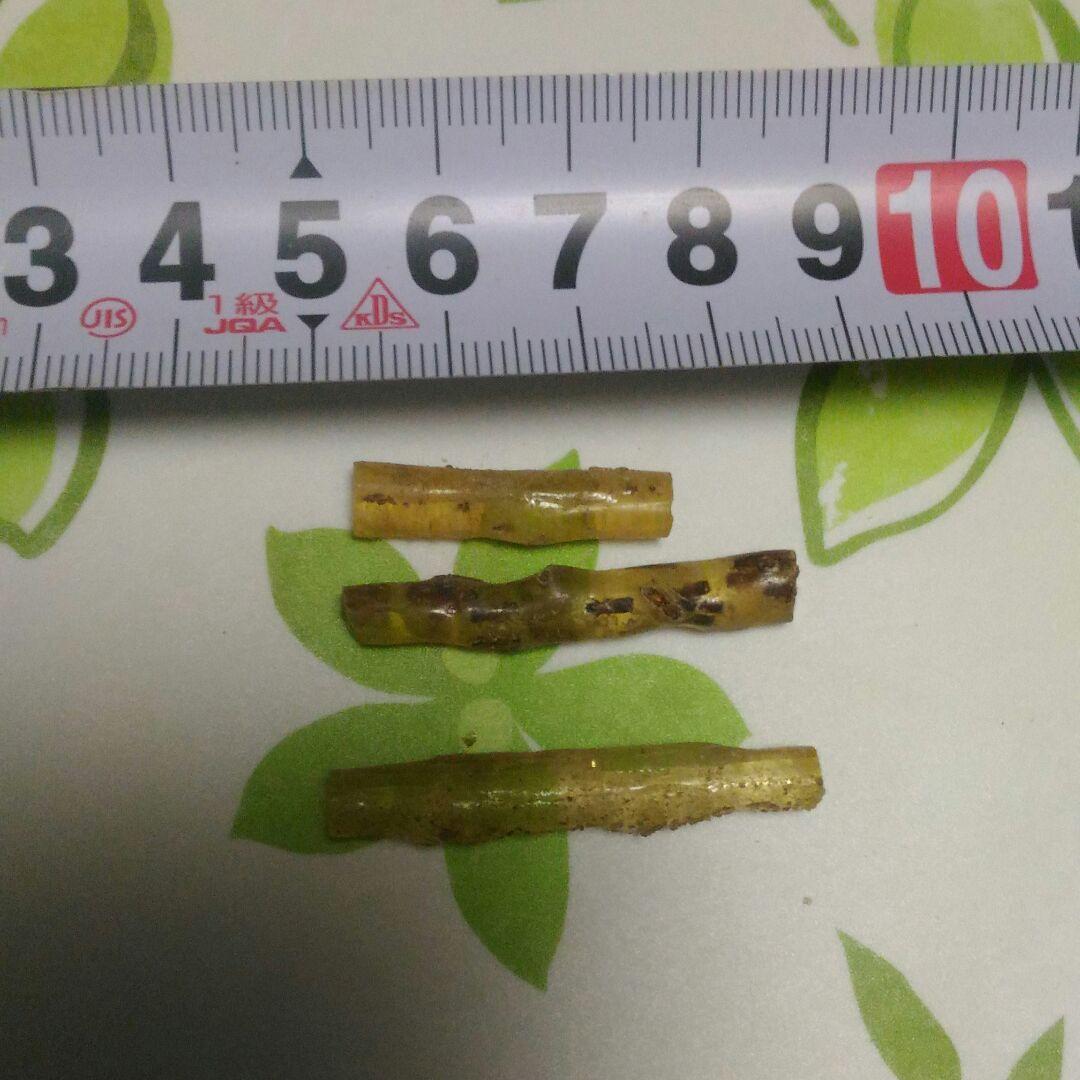 多量の虫入りコパール　コパル　若年性琥珀