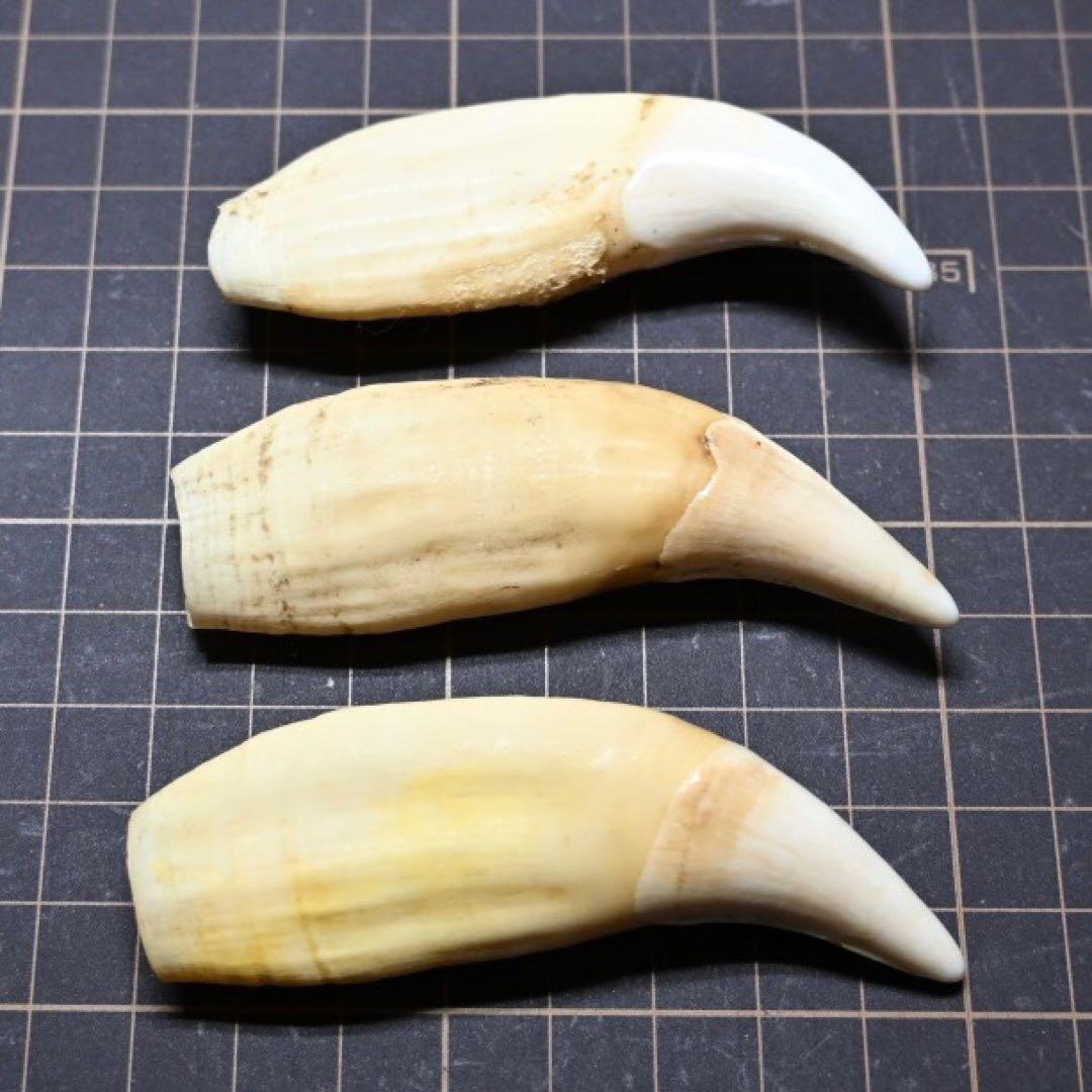 北海道産　ヒグマの牙　3個セット