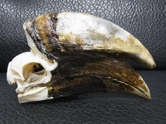 モモジロサイチョウ ♂（White-thighed Hornbill）頭骨