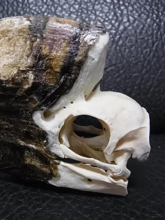 モモジロサイチョウ ♂（White-thighed Hornbill）頭骨