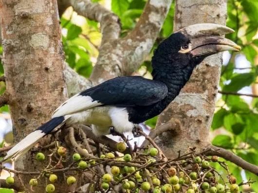 モモジロサイチョウ ♂（White-thighed Hornbill）頭骨