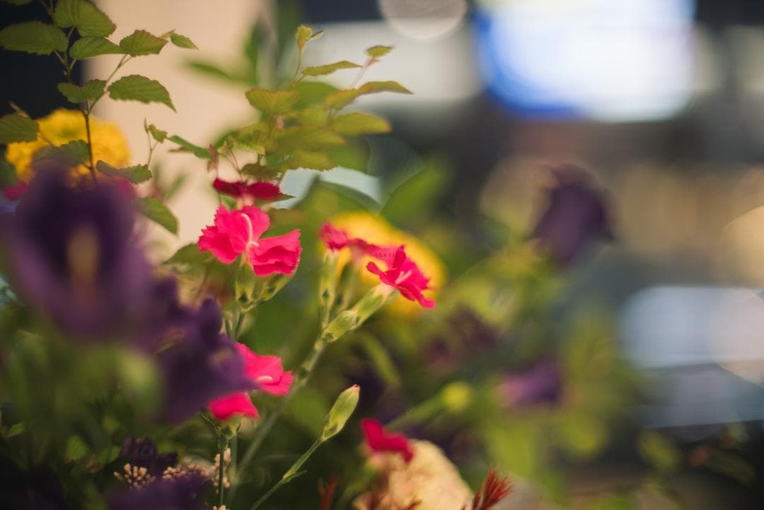 F1.2の壁！Nikkor-s Auto 55mm F1.2 オールドレンズ