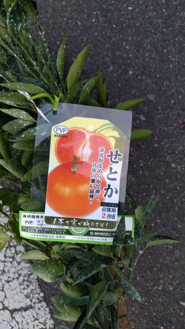 未知の甘味！極甘品種！ せとか３年生！ 登録品種