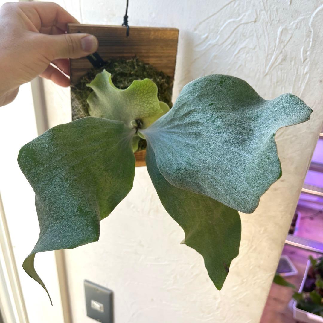 ビカクシダ　ギンカ　板付