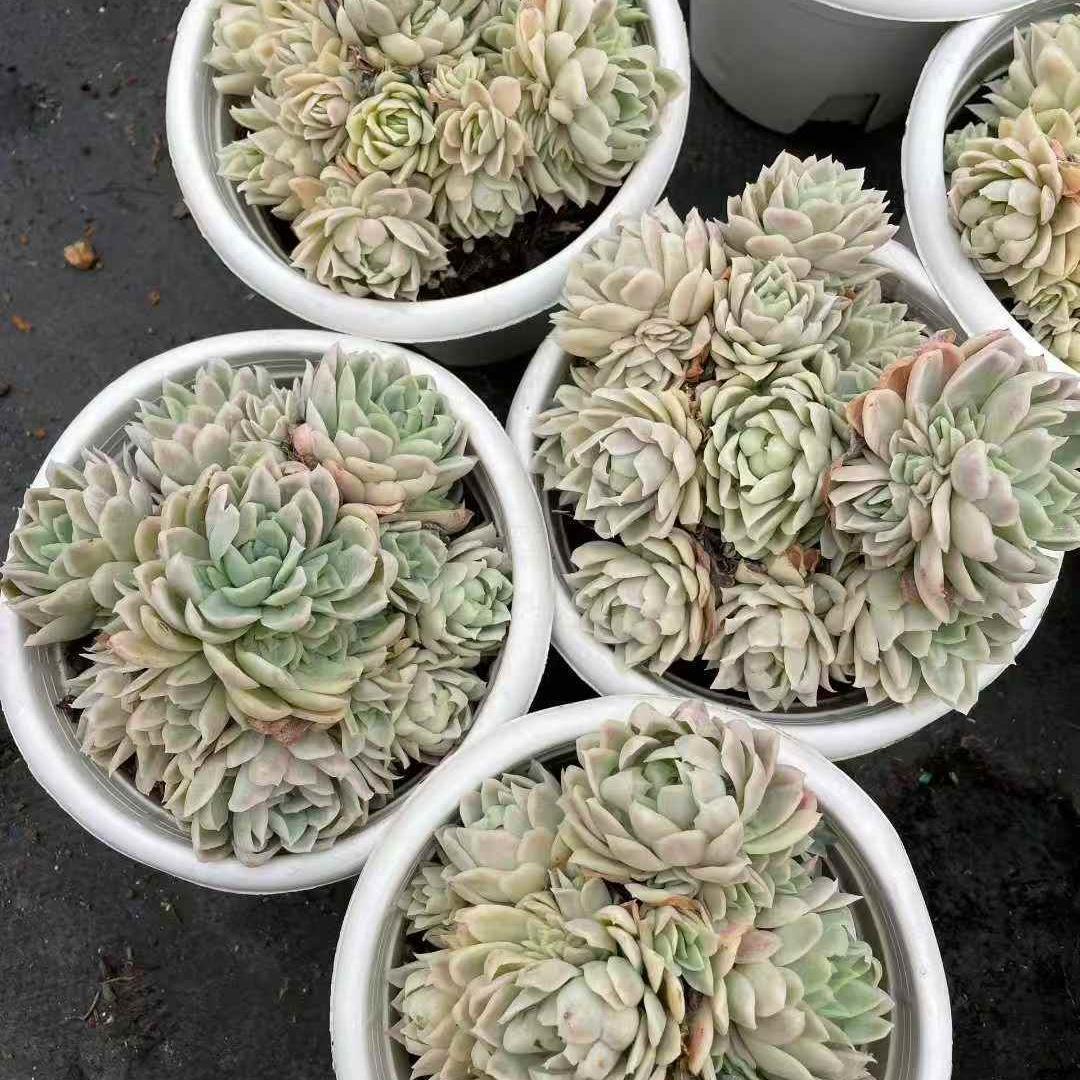 Top【選抜株】多肉植物　22097インブリカータ錦 12個　鉢無し/脱土