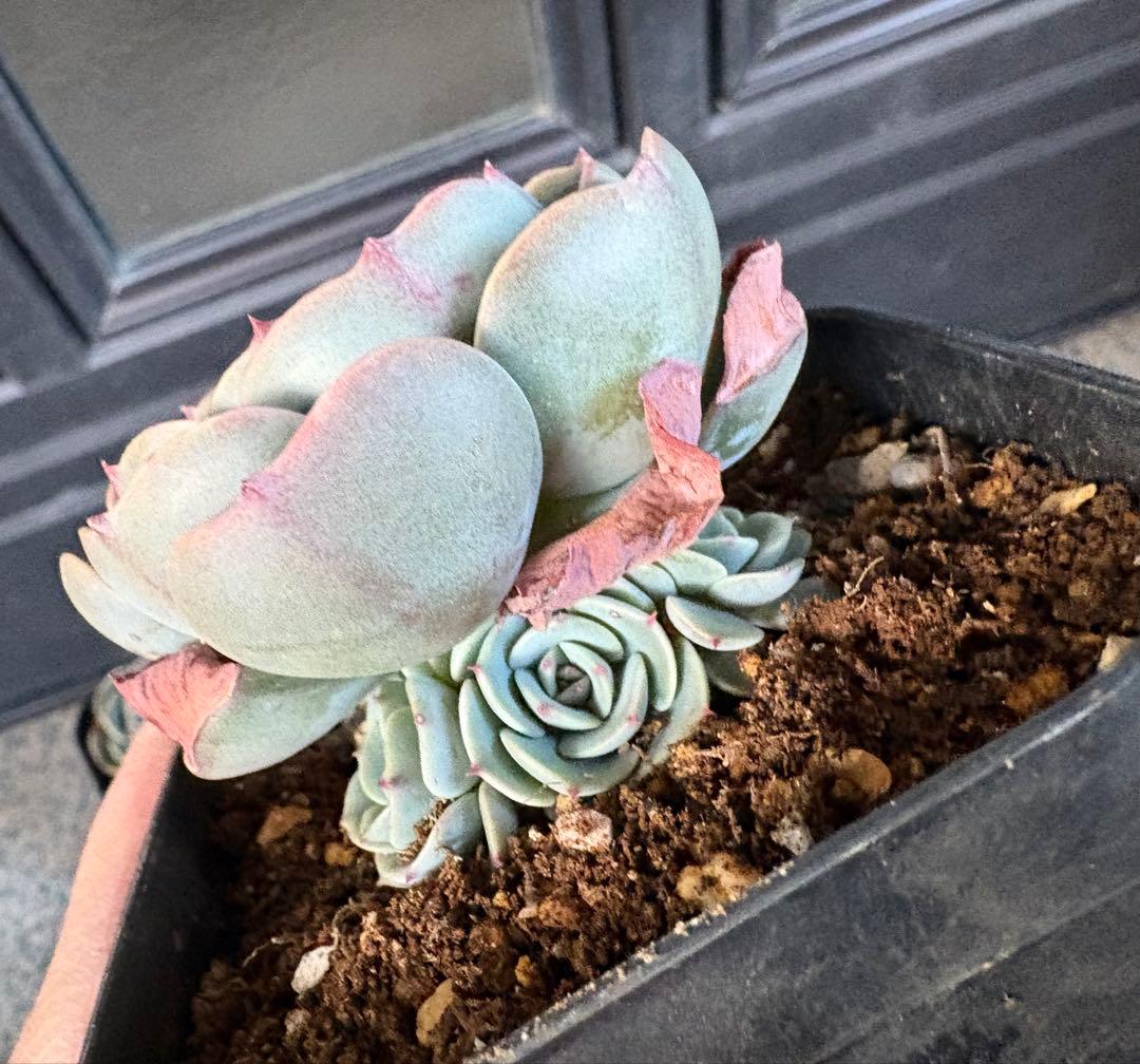 多肉植物　七福神