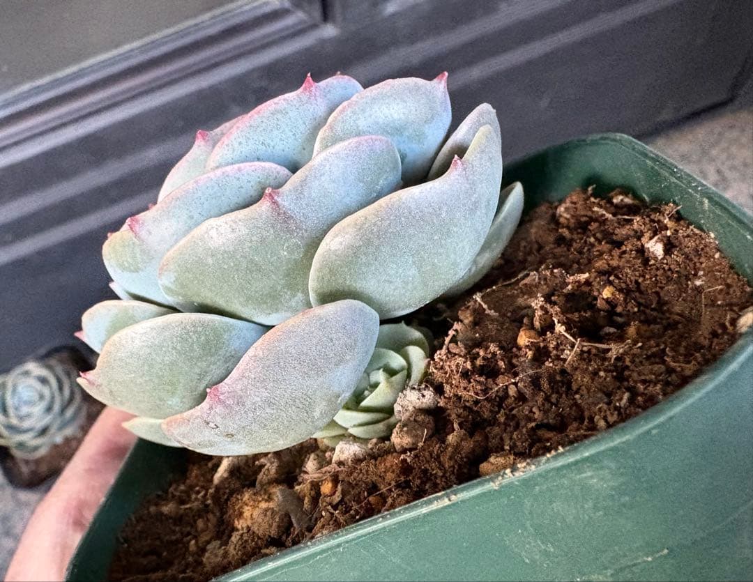 多肉植物　七福神