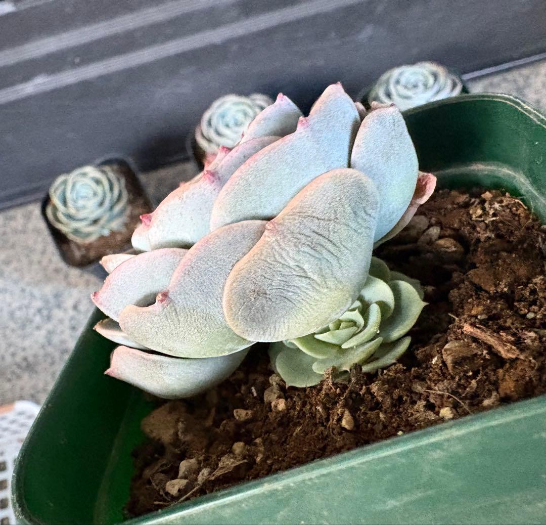 多肉植物　七福神