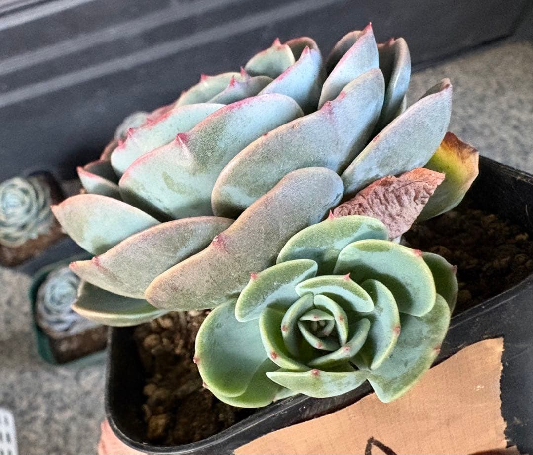 多肉植物　七福神