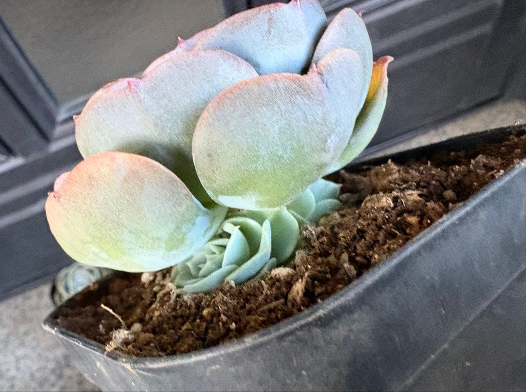 多肉植物　七福神