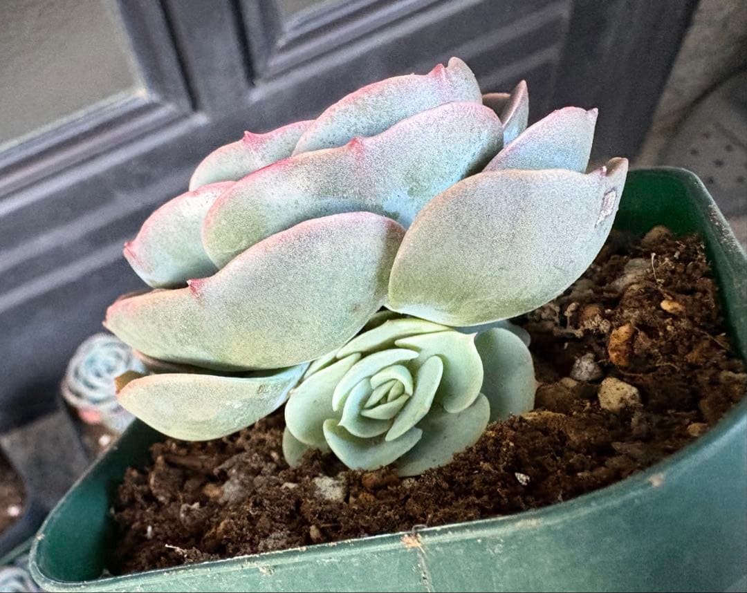 多肉植物　七福神
