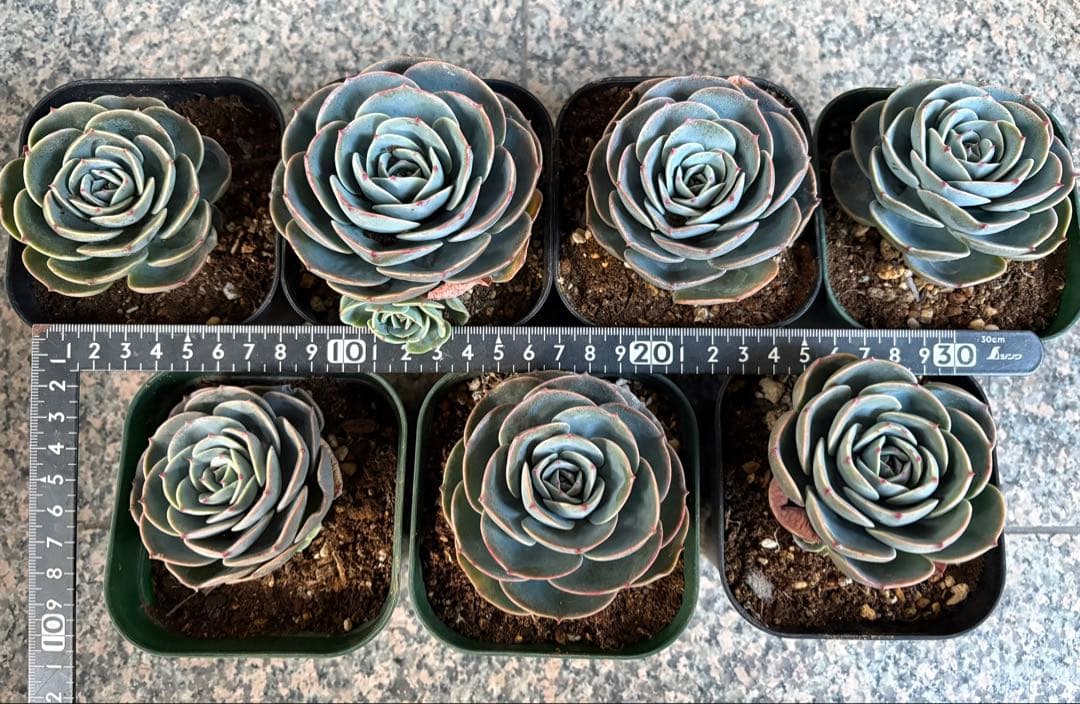 多肉植物　七福神