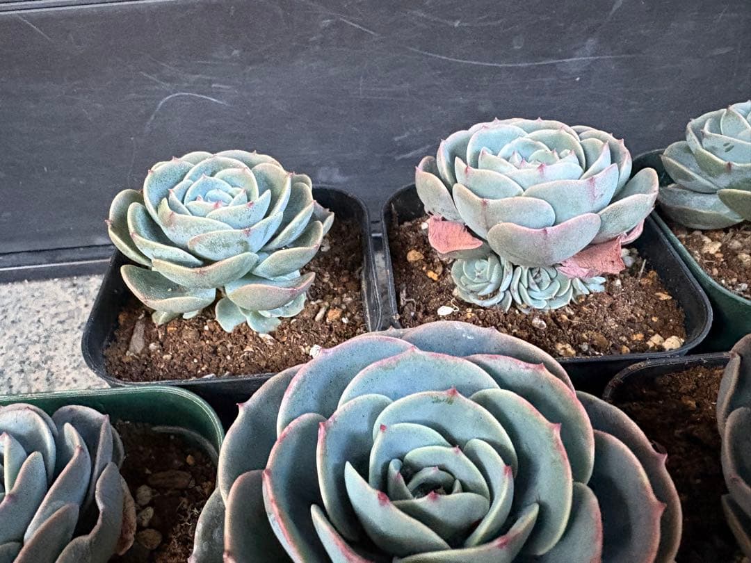 多肉植物　七福神