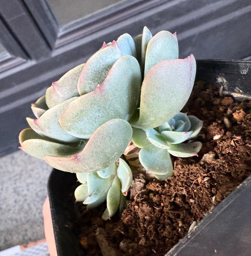 多肉植物　七福神