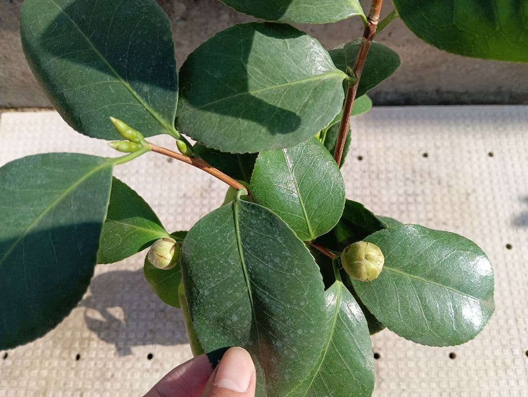 加茂本阿弥　椿