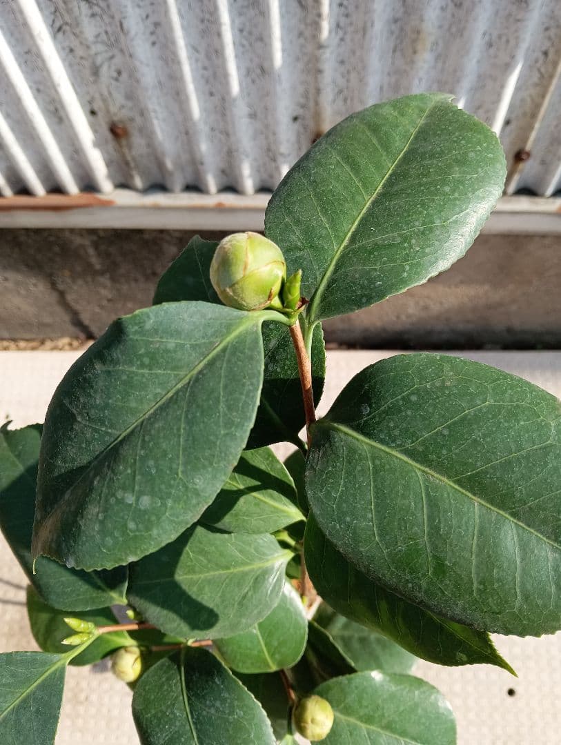 加茂本阿弥　椿