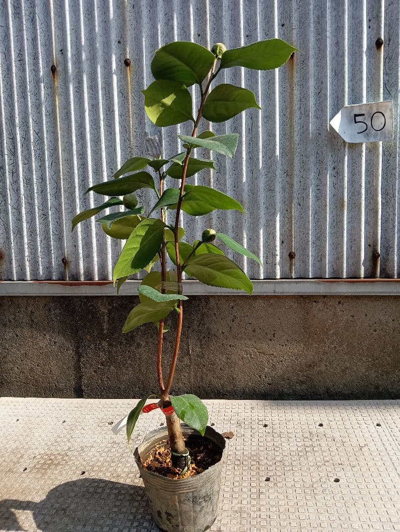 加茂本阿弥　椿