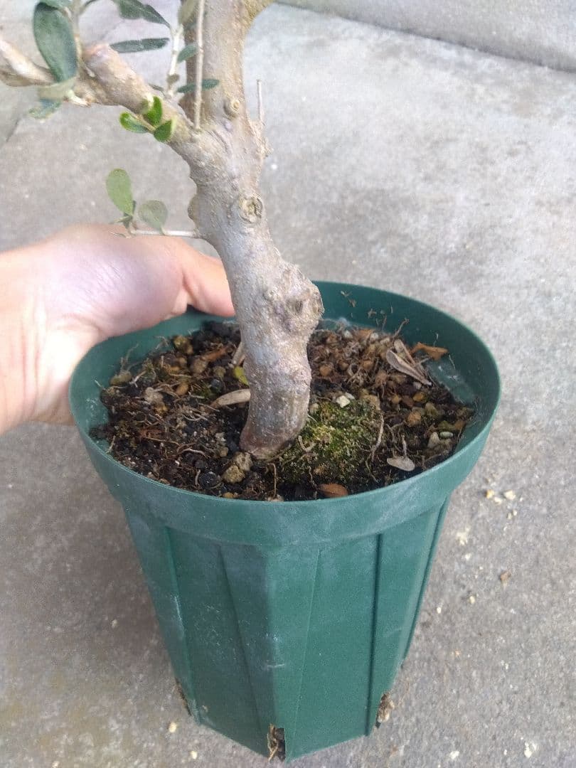 オリーブ　古木　盆栽　５号鉢つき　幹太❗　③