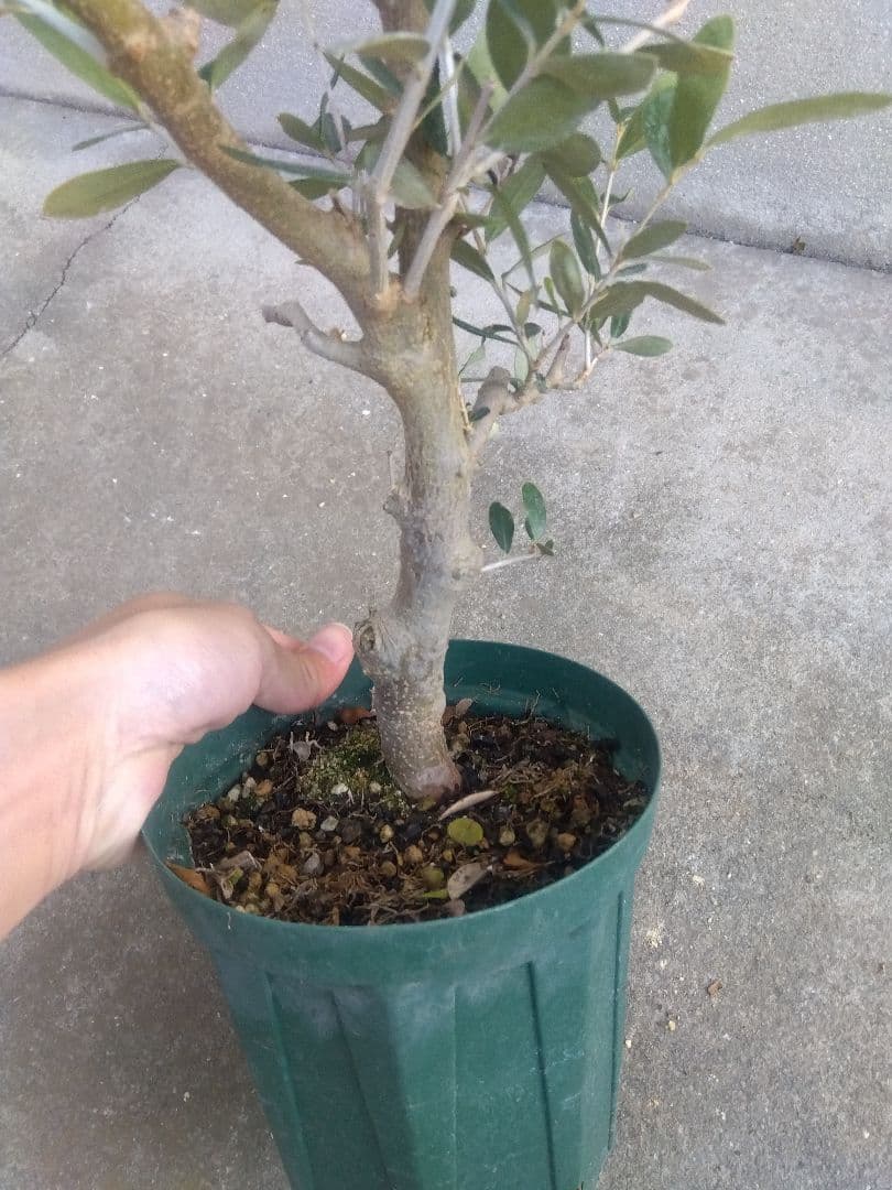 オリーブ　古木　盆栽　５号鉢つき　幹太❗　③