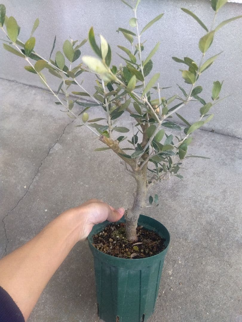 オリーブ　古木　盆栽　５号鉢つき　幹太❗　③