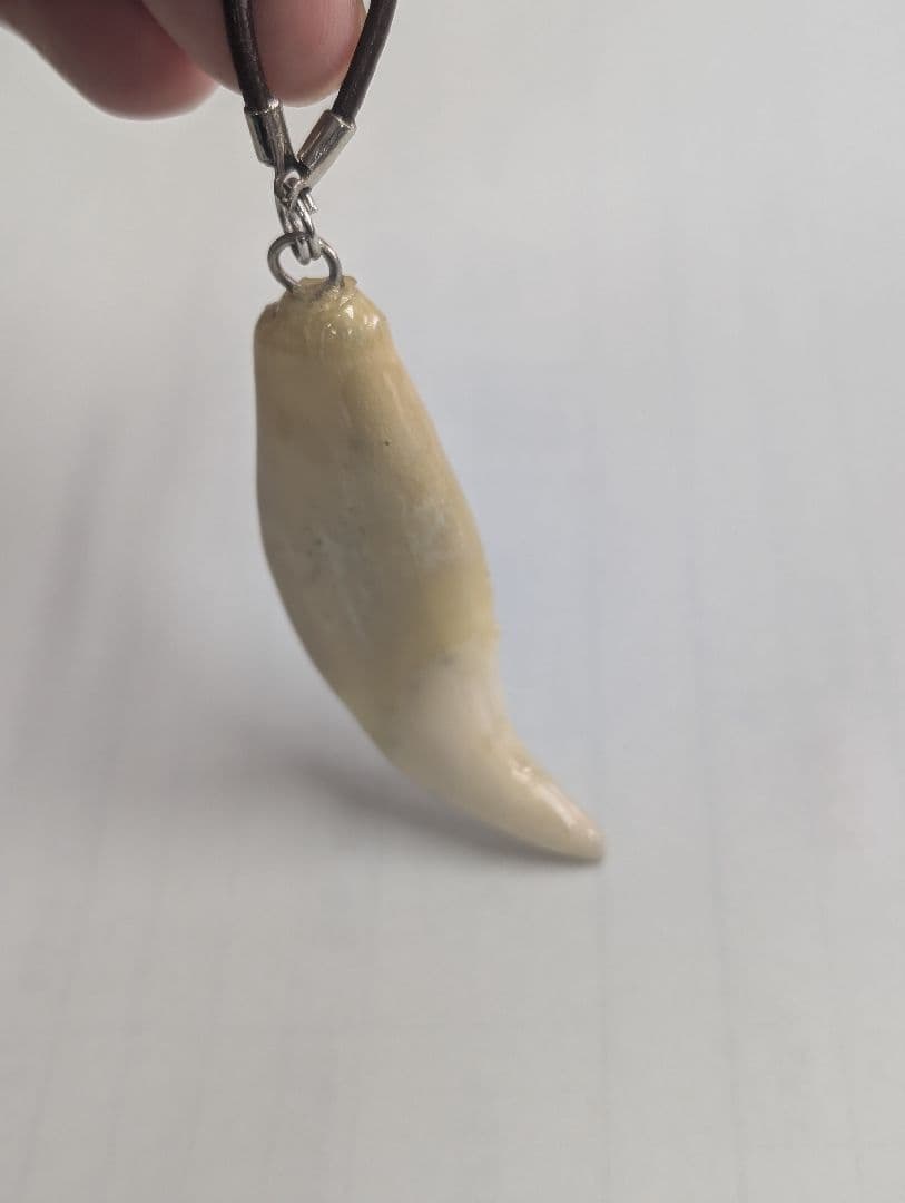 熊の牙ネックレス
