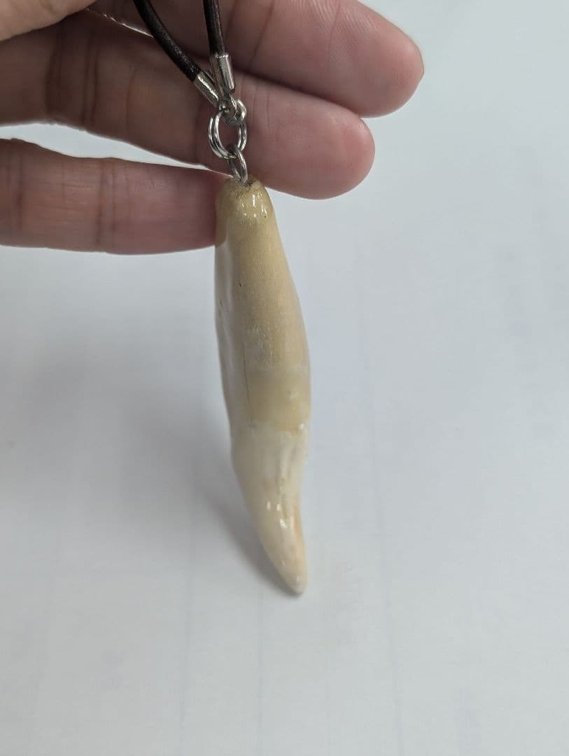 熊の牙ネックレス