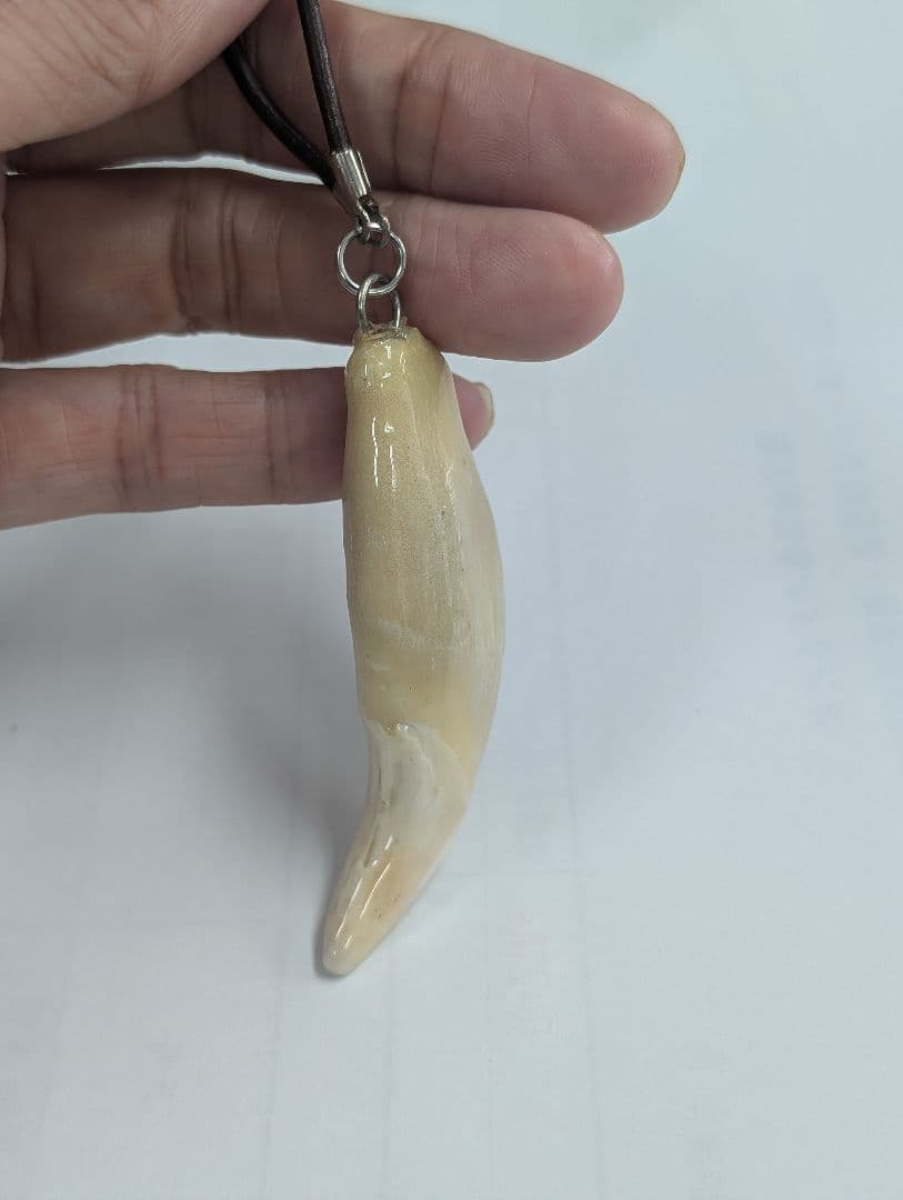 熊の牙ネックレス