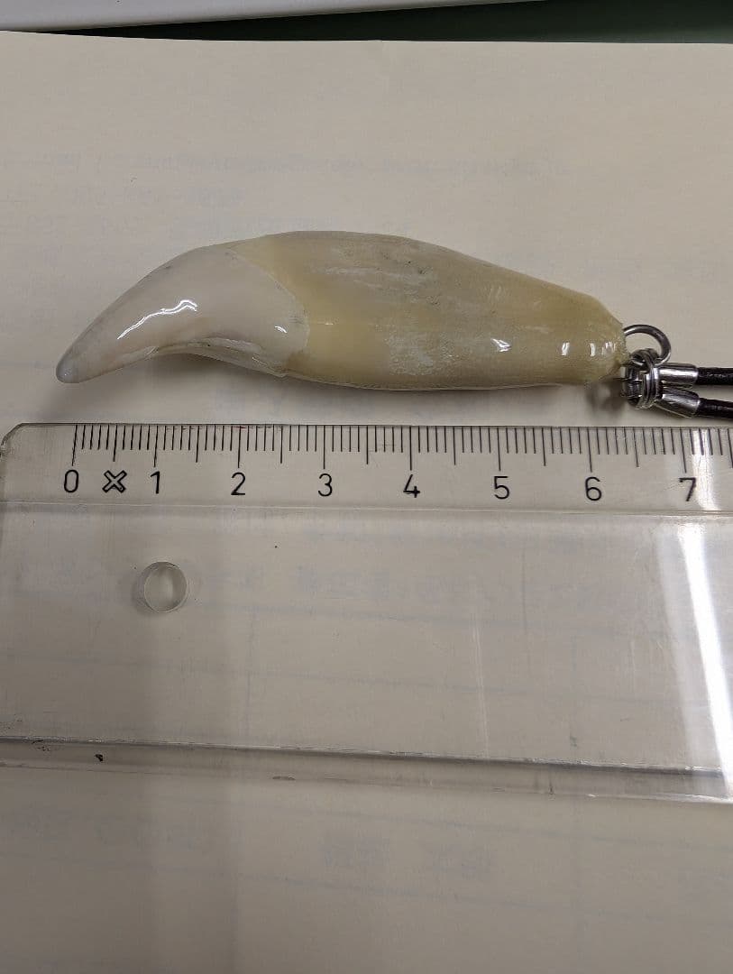 熊の牙ネックレス