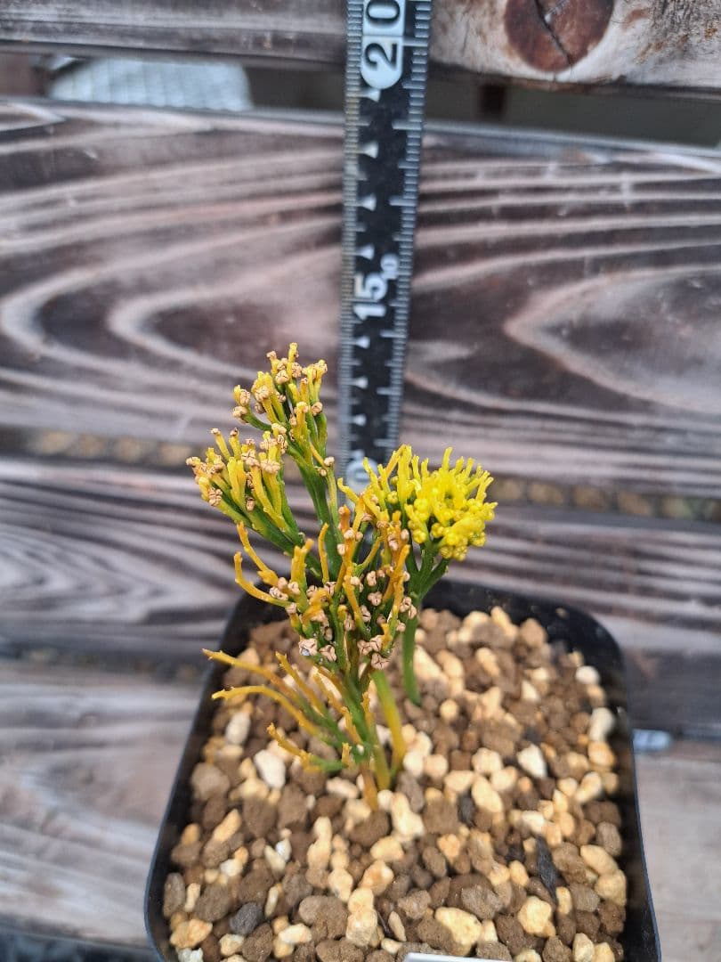 富嶽の虹　松葉蘭　シダ植物　植物　観葉植物　インテリア　珍奇植物　古典植物　園芸