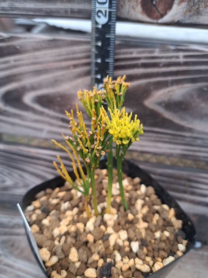 富嶽の虹　松葉蘭　シダ植物　植物　観葉植物　インテリア　珍奇植物　古典植物　園芸