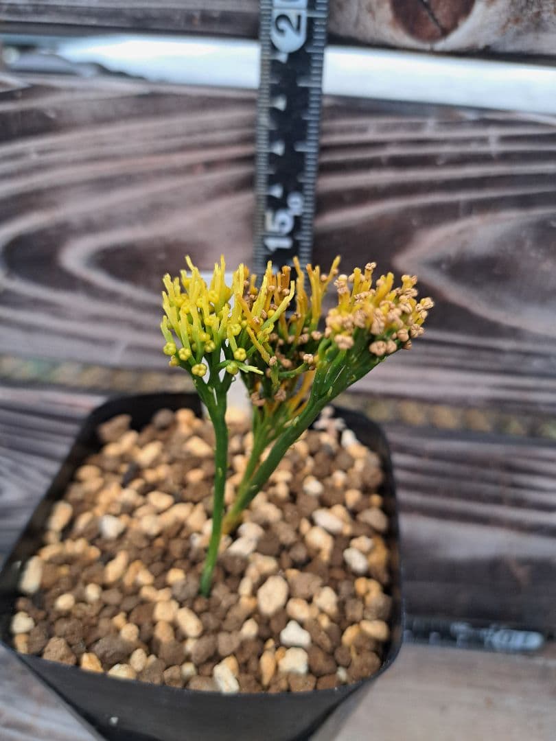 富嶽の虹　松葉蘭　シダ植物　植物　観葉植物　インテリア　珍奇植物　古典植物　園芸