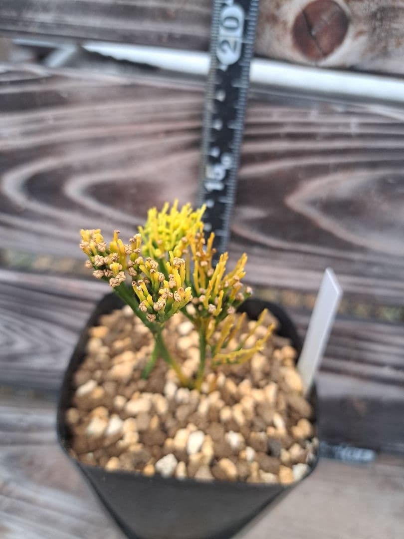 富嶽の虹　松葉蘭　シダ植物　植物　観葉植物　インテリア　珍奇植物　古典植物　園芸